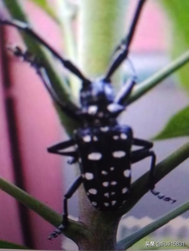 头条问答 昆虫的别称有哪些 沉浮151的回答 0赞