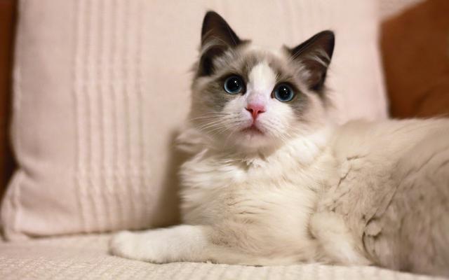 狸花猫:你知道哪些关于狸花猫的冷知识？