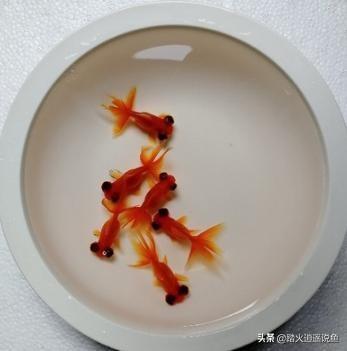 头条问答 小鱼缸养的金鱼 怎样提高成活率 166个回答