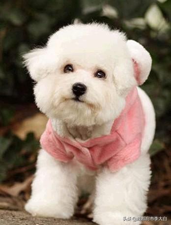 适合在楼房养的大型犬排名:请问大家，100平的房子养什么大型狗狗合适？