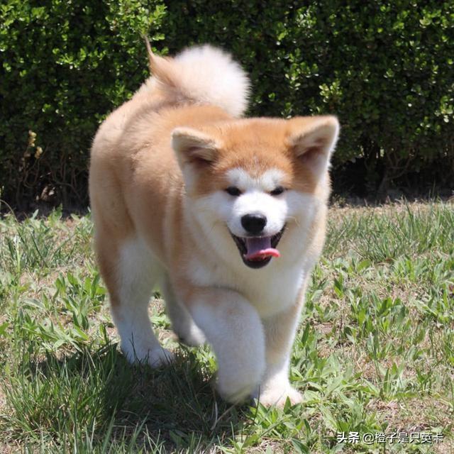 秋田名犬价格:想养一只秋田犬，哪里可以领养或者购买比较保险有什么注意事项？
