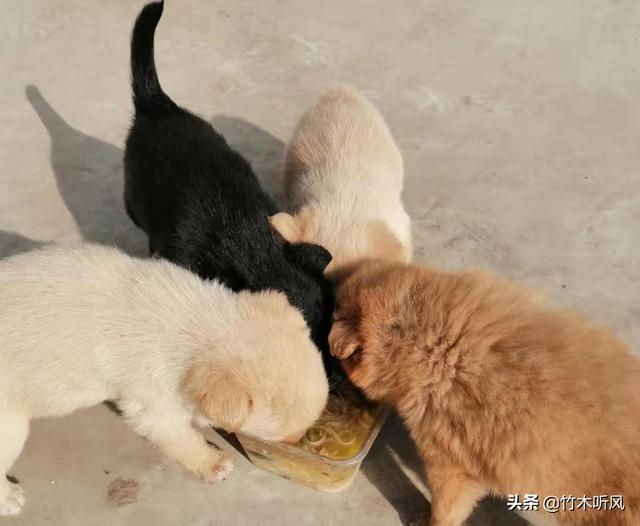 哪里能买到赛维洛犬菌清:小狗到家一般会先叫几天吗？