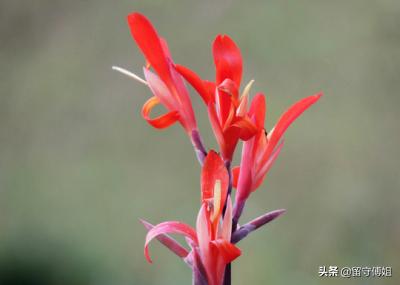 美人蕉芋何时传入我国的，农村常见的芭蕉芋有什么作用