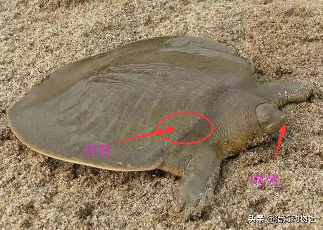 亚洲鳖:亚洲鳖和中华鳖的区别 南阳被捉的46斤百年巨鳖到底是只什么鳖，为什么能长那么大？