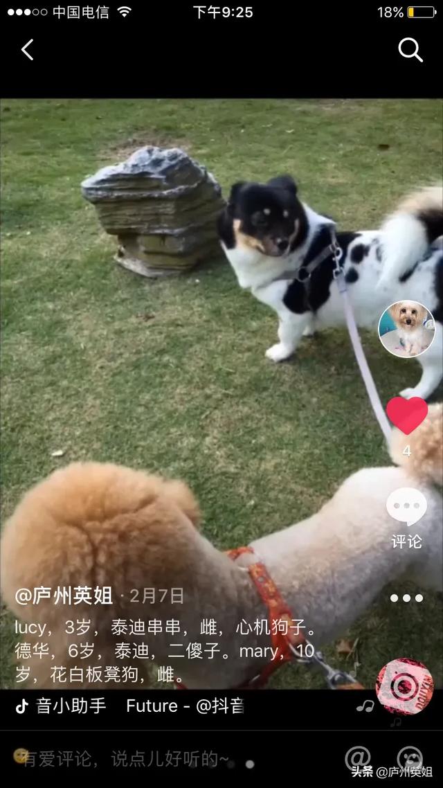 贝林登梗:如何看待安徽合肥拟禁养中华田园犬？