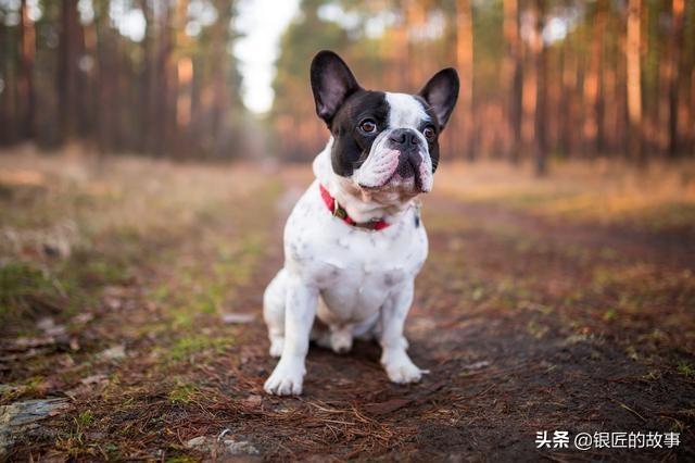 法国斗牛犬性格忧郁:法国斗牛犬最讨厌什么样的主人，你知道吗？