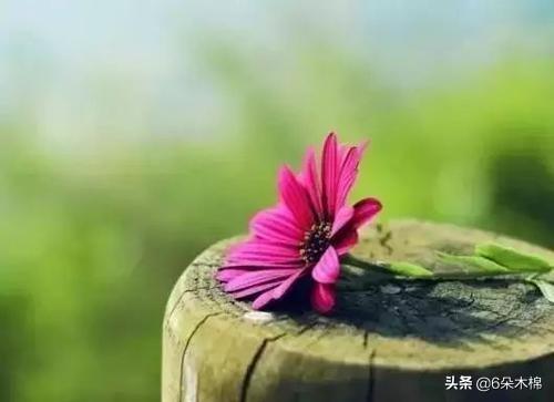 张静静老公:张静静到底什么病，为什么隔离之后就去世了？