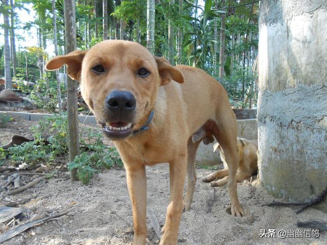 狗狗健康成长100问:我刚刚抱养一只土狗，需要注意什么？怎样让狗狗健康成长？