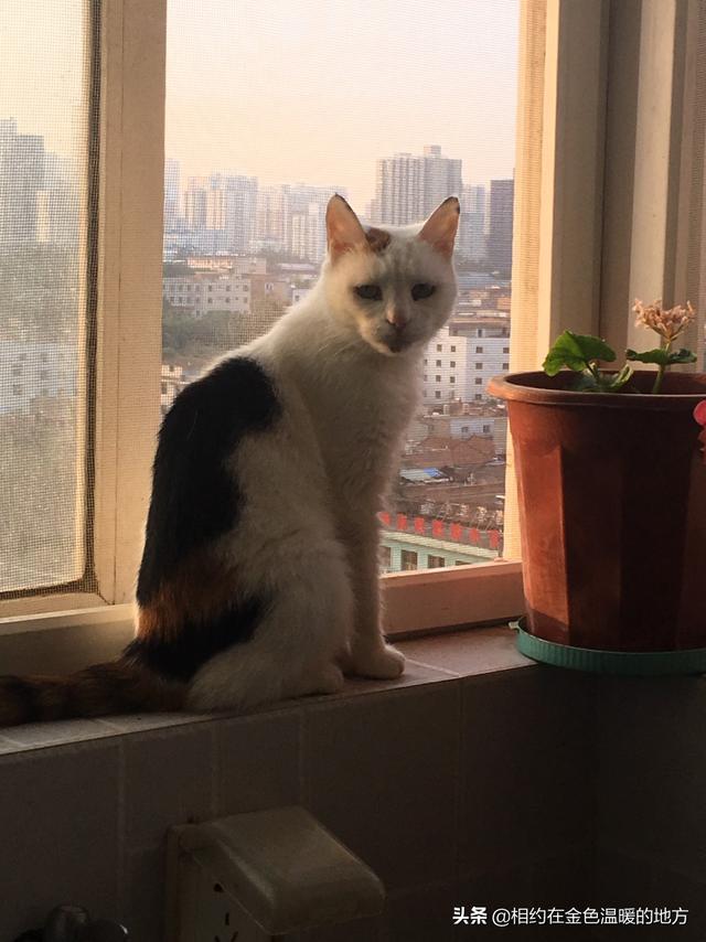 宠物离世可休丧假正在实施过程:宠物猫去世了，我怎么办？