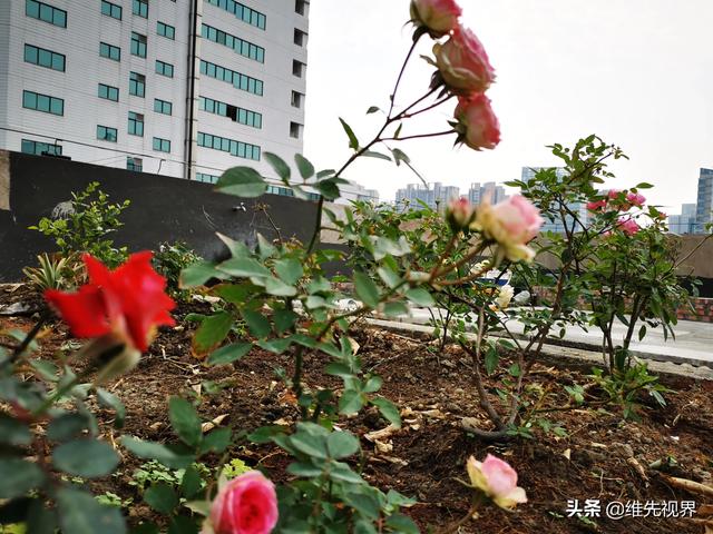 我家住在顶楼，最近想在楼顶搞一个空中花园，能否请大家提供好思路？插图16