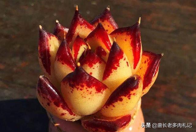 乌木怎么鉴别好坏:乌木是什么？乌木有什么特点及如何鉴别乌木？