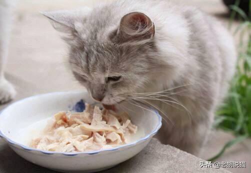 猫主食罐:猫咪不吃主食罐头怎么办？