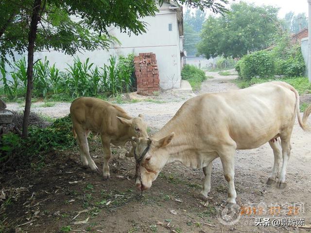 沙皮犬 奶牛场小公牛:老牛生完小牛牛犊死了他就不吃不喝怎么办？ 纯种骨嘴沙皮犬打架