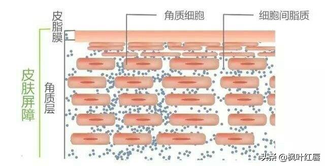 非离子洗面奶有哪些，哪些“洗面奶”成分特别刺激，用久了脸上痘痘，毛孔粗大严重呢