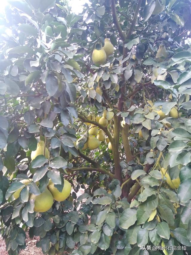 头条问答 移植的柚子树移栽后几年结果 简单的我梅子的回答 0赞