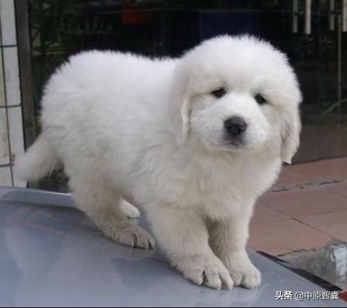 西安大白熊幼犬价格:大白熊犬养起来麻烦吗？有没有需要注意的地方？