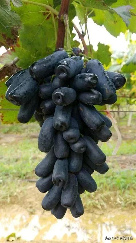 蓝宝石对身体的好处,蓝宝石葡萄为何受大众欢迎？
