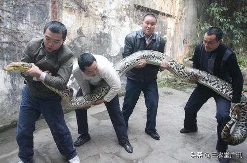 在农村房子里遇到蛇,怎么办?