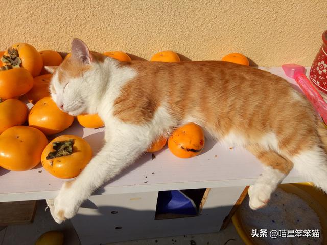 会弹琴的小猫咪图片:小猫咪自己一个人在家久了会孤独吗？