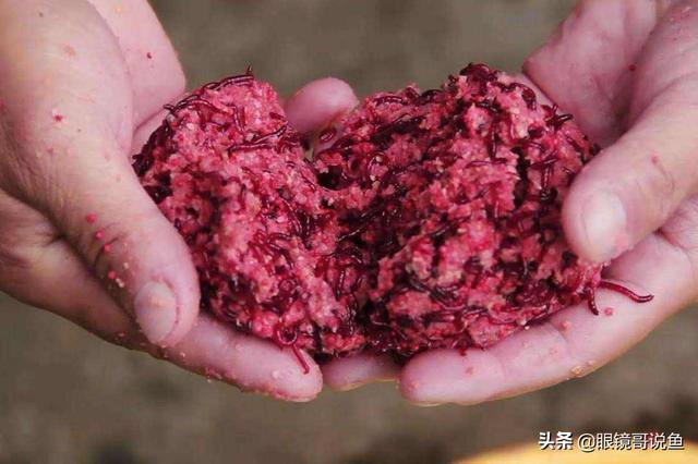 红虫:钓鱼的红虫是蚊子的幼虫吗？那不会入侵人体吗？