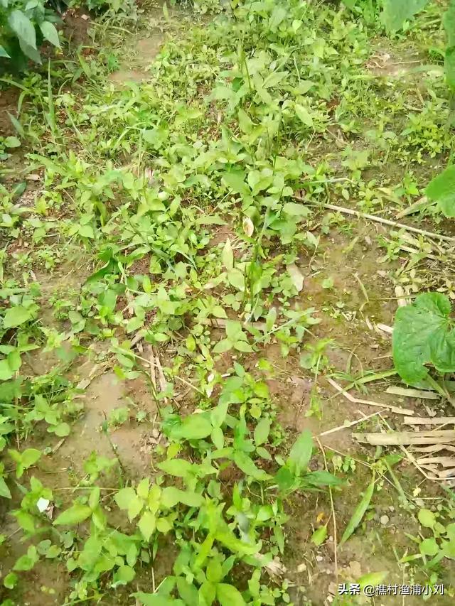 种植什么中药材,投资少、见效快好管理？