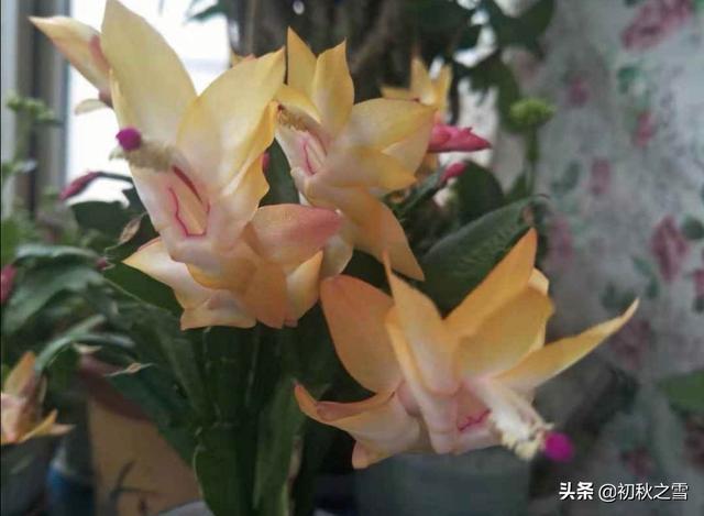 一叶兰能用淘米水浇吗:一叶兰浇没发酵的淘米水可以吗 仙人掌嫁接蟹爪兰能浇淘米水吗？
