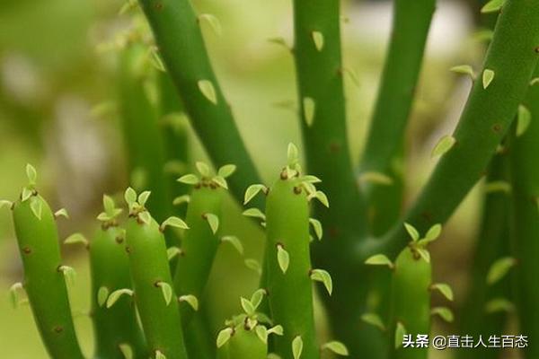 光棍树:光棍树是什么样的一种植物？