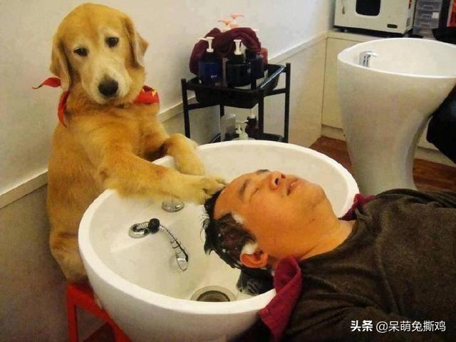 哈巴狗:如何解读狗剩，二狗子，狗腿子，哈巴狗这些词语？