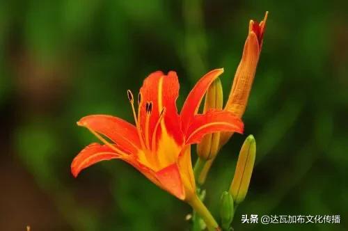 吴樾老婆:「陌上花开，可缓缓归矣」这句诗中里的花，可能是什么花？
