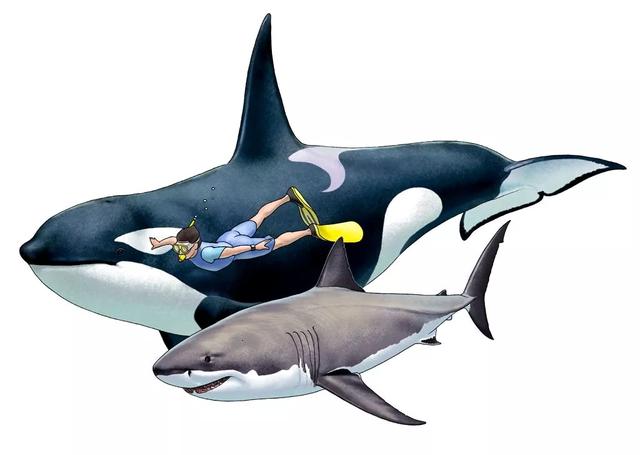 达摩鲨吃虎鲸，鲨鱼碰上虎鲸动都不动，任凭虎鲸撕咬，这是为什么？