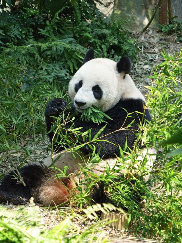 猫惊尸后能活几年:猫惊尸现象真实存在吗 猫那么敏捷，为什么公路上死的猫那么多？