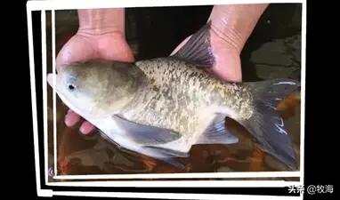 淡水鱼种类图片大全:哪些淡水鱼做烤鱼比较好吃？