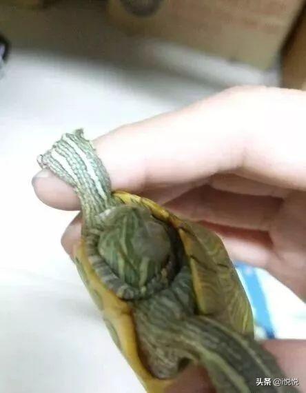 巴西龟怎么养 白眼病:巴西龟得了白眼病，脖子总是一伸一缩的，是呼吸道发炎吗？