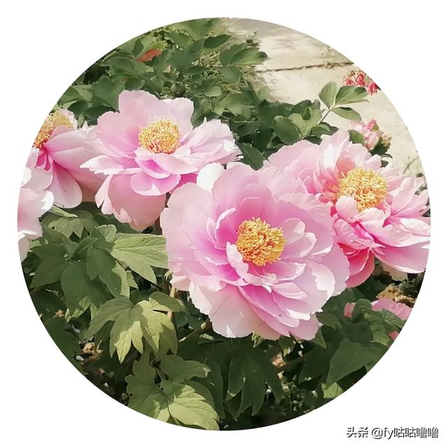 为什么有些中老年女人微信头像用花啊