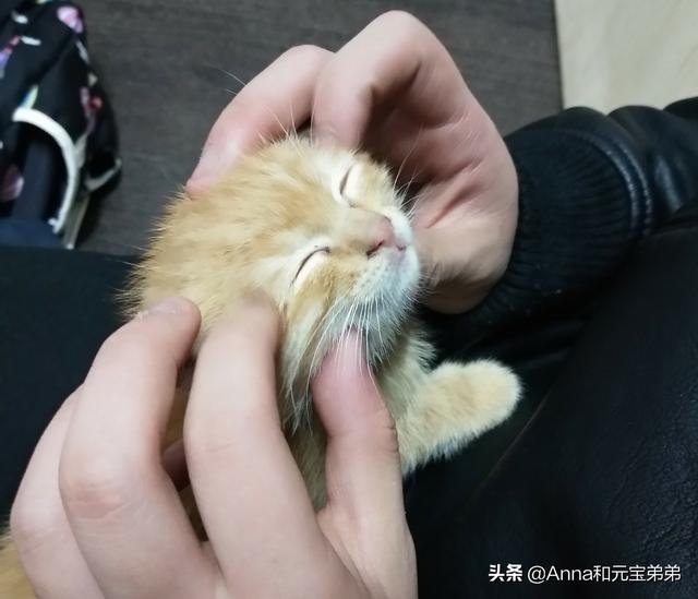 猫咪脾气不好怎么办:家里的猫咪经常凶人怎么办？