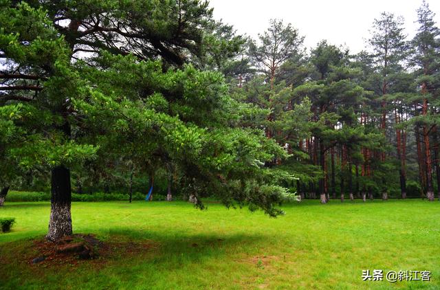 普通秋沙鸭:青海湖里除了湟鱼，还有什么珍贵的水生动植物