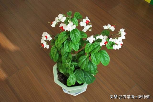 头条问答 盆栽的龙吐珠花 一晒太阳叶子就打蔫儿 到底应该怎么养 8个回答