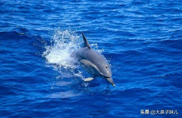 大西洋鼠海豚游速:大西洋鼠海豚 海豚和鱼类哪种呼吸系统水下效率高？