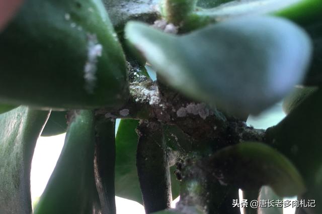 燕子掌怕晒吗:玉树和燕子掌是一样的吗？