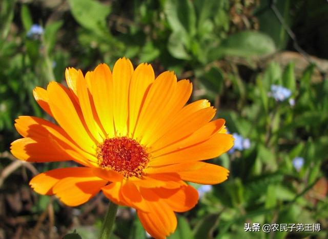 金盏菊:金盏菊几月播种好？如何养护？