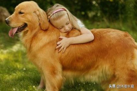 金毛犬性格:金毛有什么特点?养金毛要注意点什么？