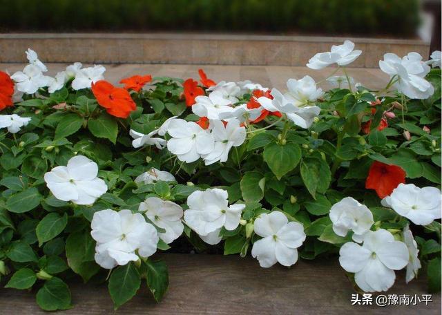 盆栽黄水仙怎么养:盆栽非洲凤仙叶片发黄脱落，到底是什么原因造成的？