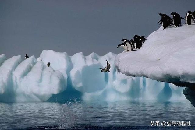 第一题 企鹅一般在几月份产卵:为什么北极熊在北极，企鹅在南极？