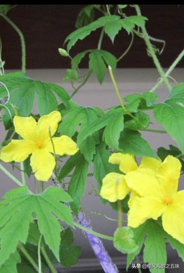 头条问答 是不是所有的瓜类的开花都是5瓣 例如 黄瓜 丝瓜 苦瓜等等 9个回答