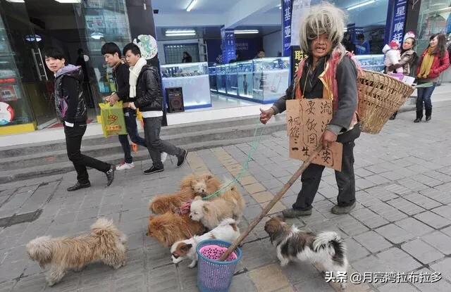 世界最悲伤的狗两次被弃险安乐死:宠物狗如果被抛弃，会有什么结果？