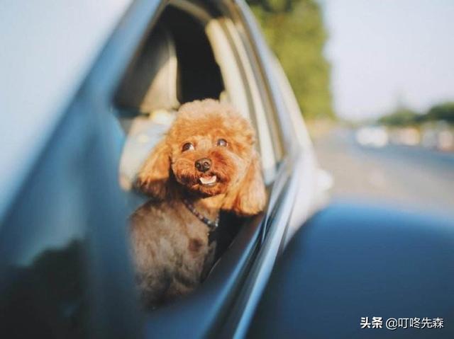 狗狗绝育后饮食:泰迪做完绝育好几天没有大便怎么办？