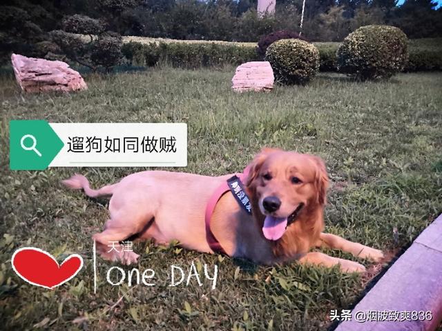 腊肠犬多少钱:养宠物真的是又费精力又费钱吗？ 小腊肠犬多少钱一只