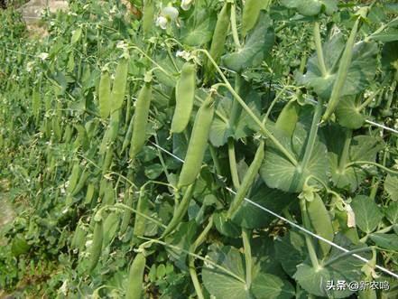 头条问答 荷兰豆什么时候种植 露地如何栽培 22个回答