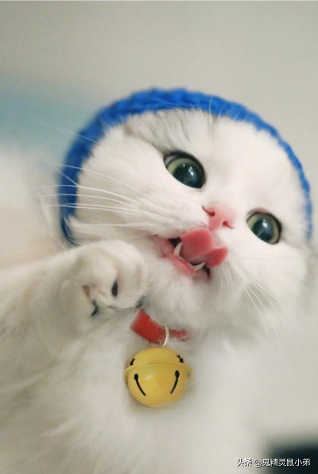 自制清淡猫饭:自制猫饭配方 猫咪得了口腔溃疡后要注意些什么？