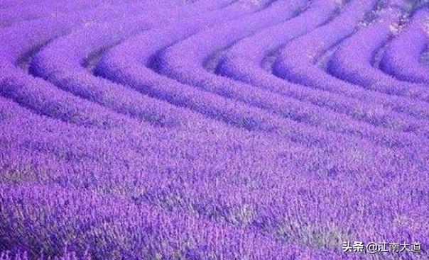 大岛熏:上海薰衣草去哪里观赏好？
